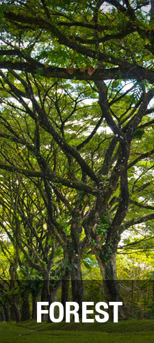 Concept Page - Forest